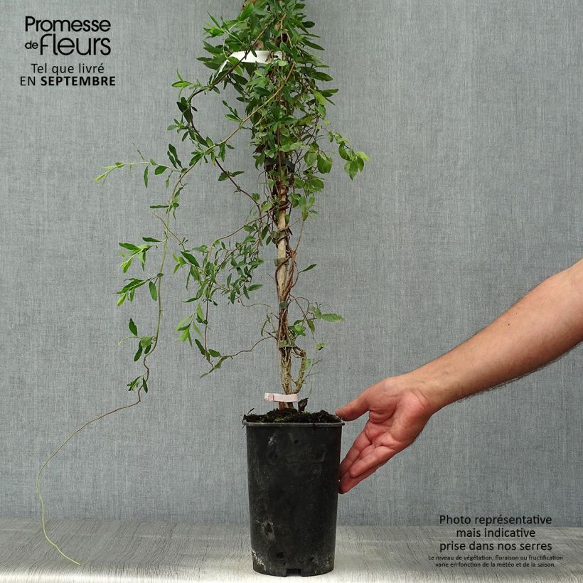 Sollya heterophylla Rosea 3L/4L pot sample as delivered in autumn