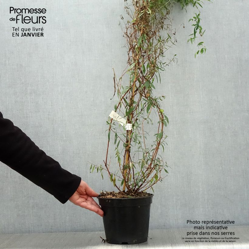 Sollya heterophylla Ultra Blue 4L/5L pot sample as delivered in winter