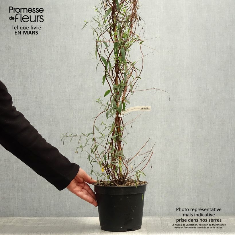 Sollya heterophylla Ultra Blue 4L/5L pot sample as delivered in spring