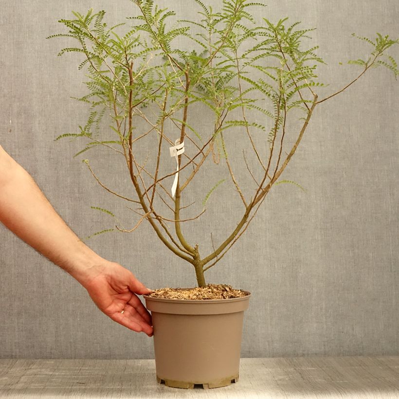 Sophora microphylla Dragon's Gold 4L/5L pot sample as delivered in spring