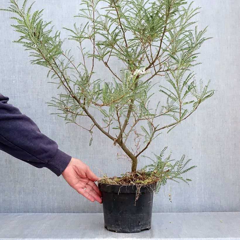 Sophora microphylla Dragon's Gold 4L/5L pot sample as delivered in autumn