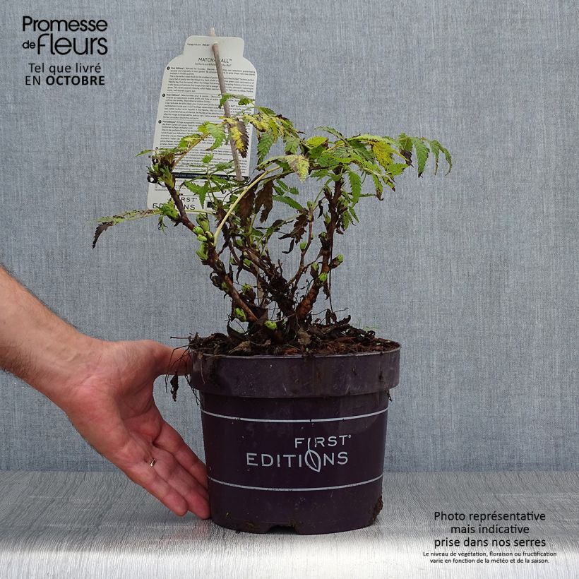 Sorbaria sorbifolia Matcha Ball 2L/3L pot sample as delivered in autumn
