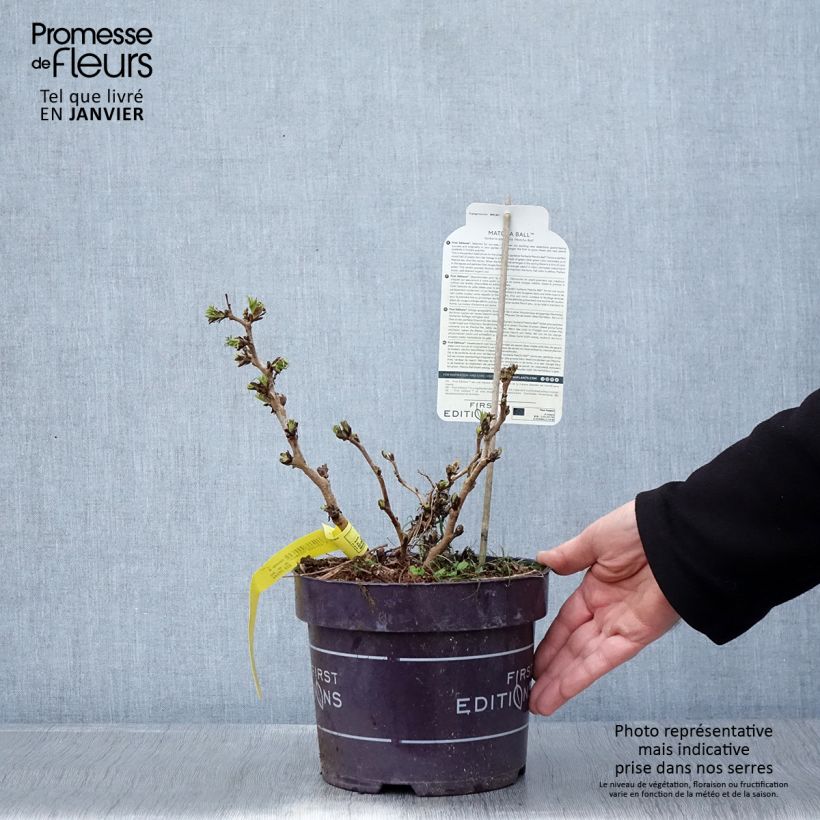 Sorbaria sorbifolia Matcha Ball 2L/3L pot sample as delivered in winter