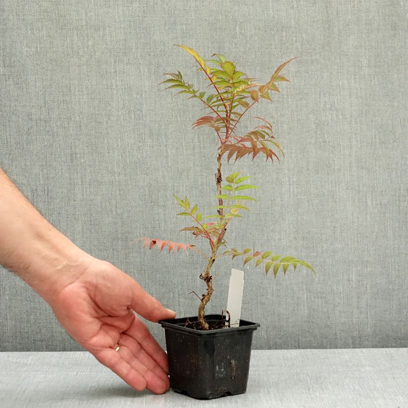 Sorbaria sorbifolia Sem 8/9 cm pot sample as delivered in spring