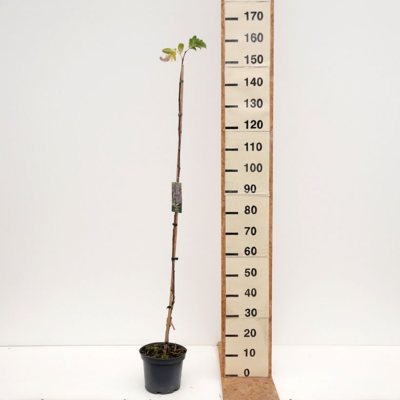 Sorbus aucuparia Black Ruby - Rowan 4L/5L pot sample as delivered in autumn