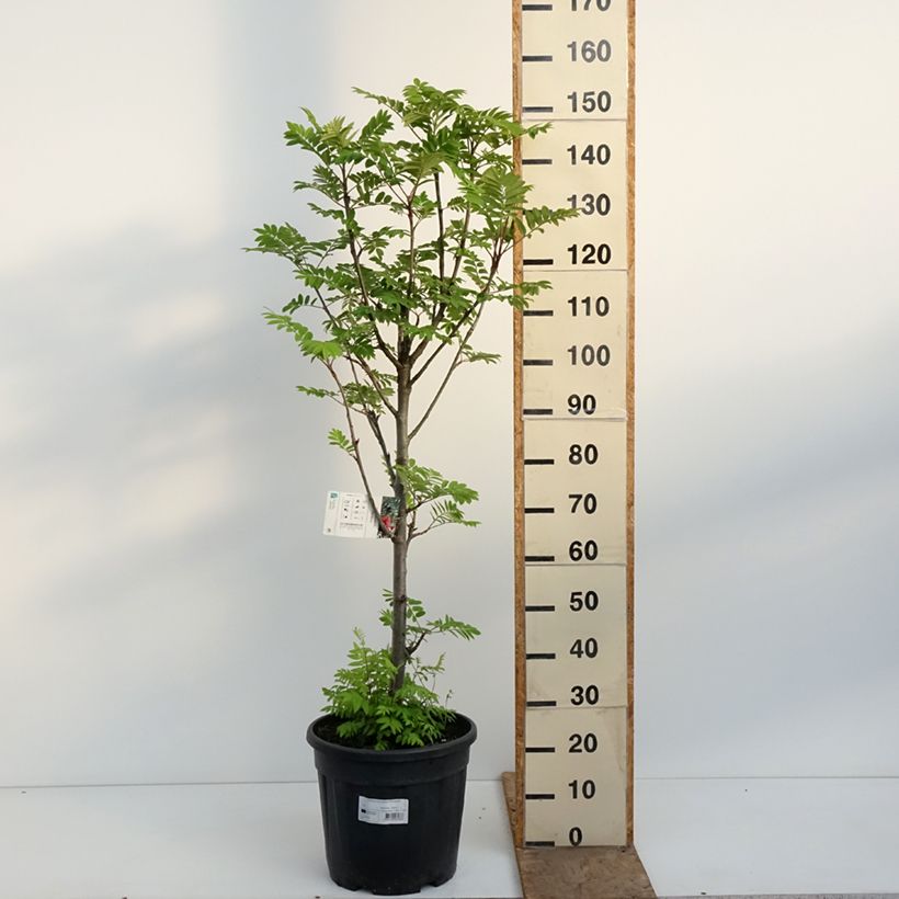 Sorbus aucuparia Fastigiata - Rowan 20L/25L pot sample as delivered in spring