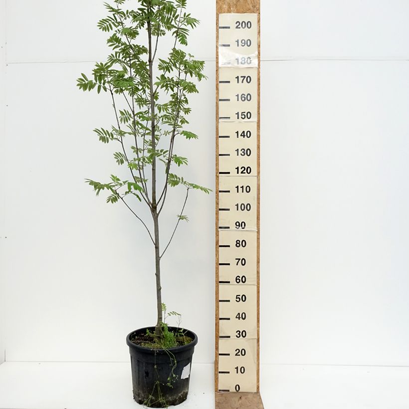 Sorbus aucuparia Fingerprint - Rowan 30L/35L pot sample as delivered in spring