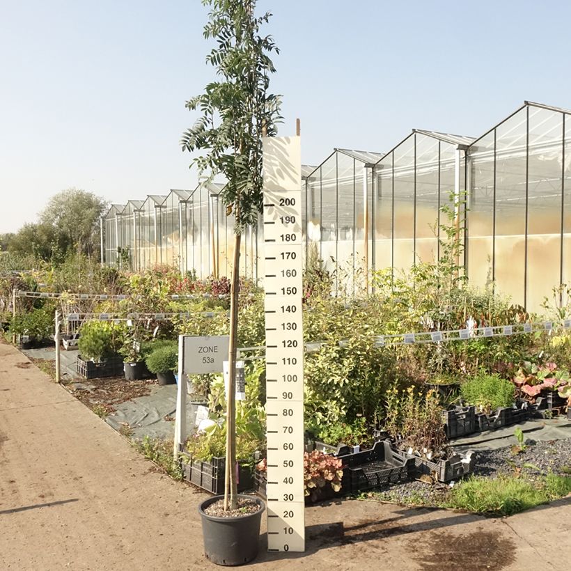 Sorbus aucuparia Wettra 20L/25L pot sample as delivered in summer