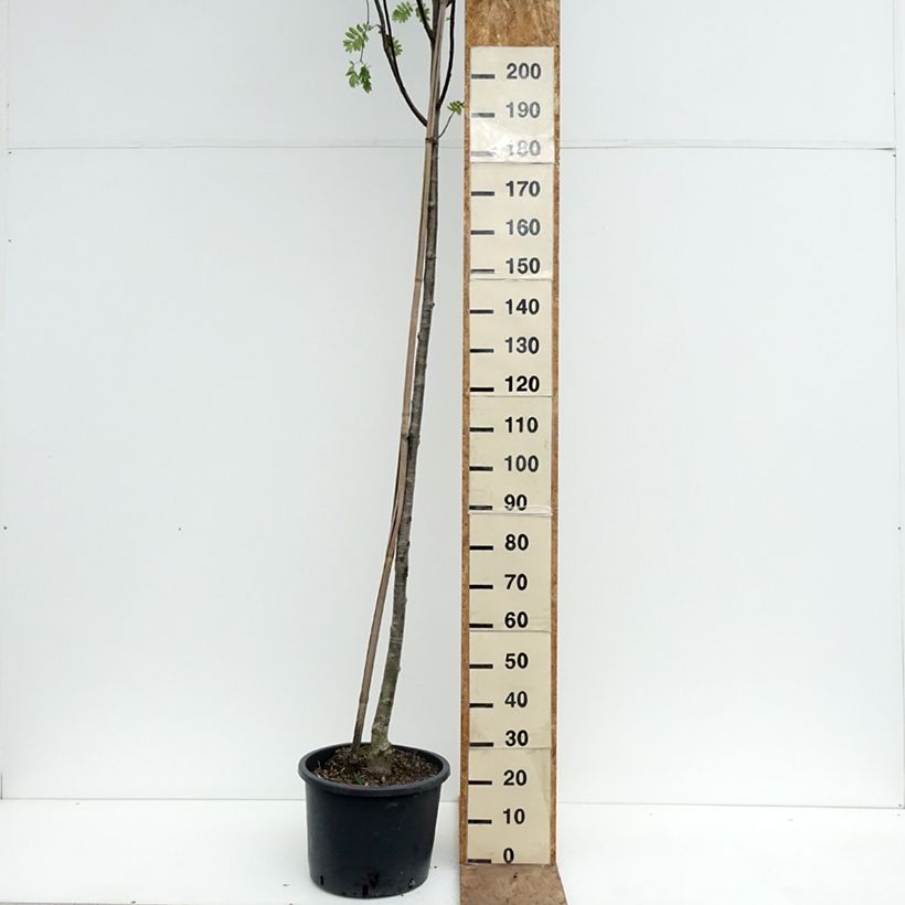 Sorbus aucuparia Wettra 20L/25L pot sample as delivered in spring