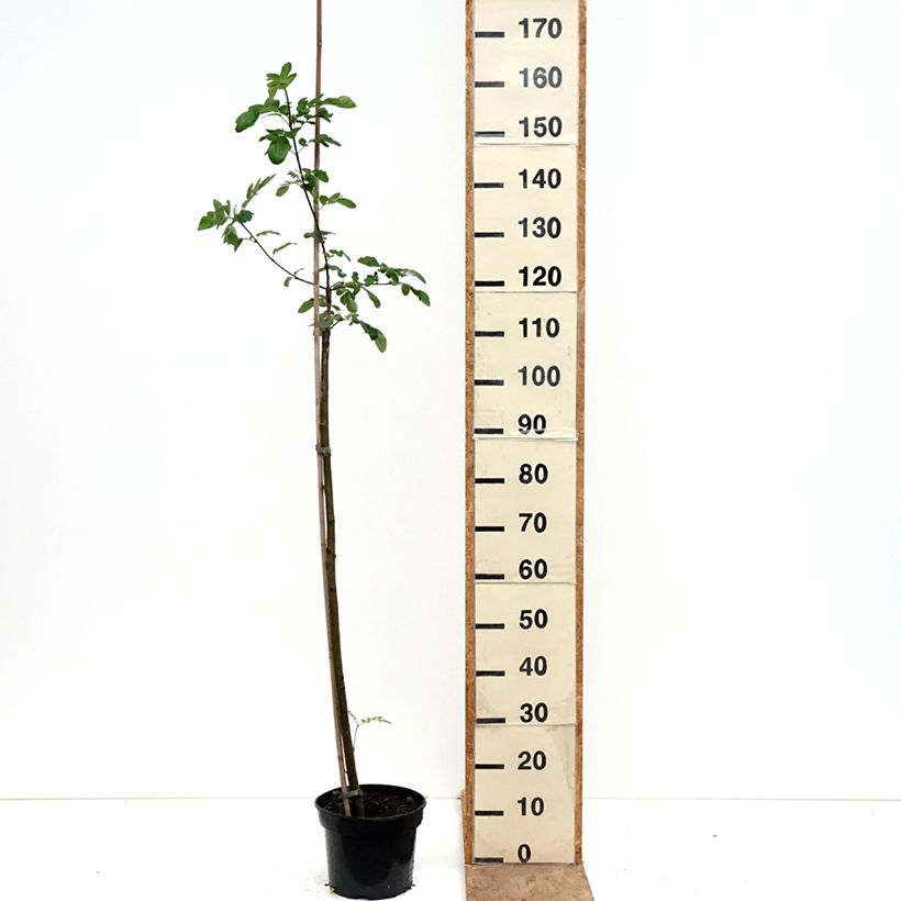 Sorbaronia Likerovyj Jarab  4L/5L pot sample as delivered in spring