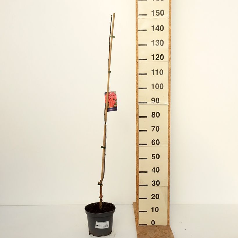 Sorbocotoneaster pozdnjakovii 4L/5L pot sample as delivered in autumn