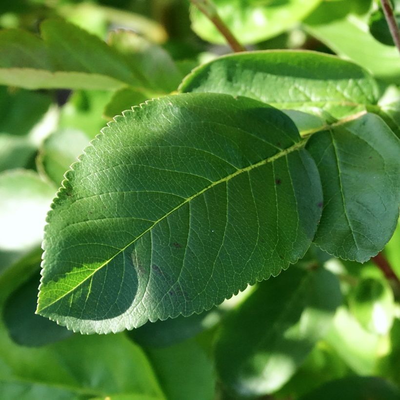 x Sorbaronia fallax Burka (Foliage)