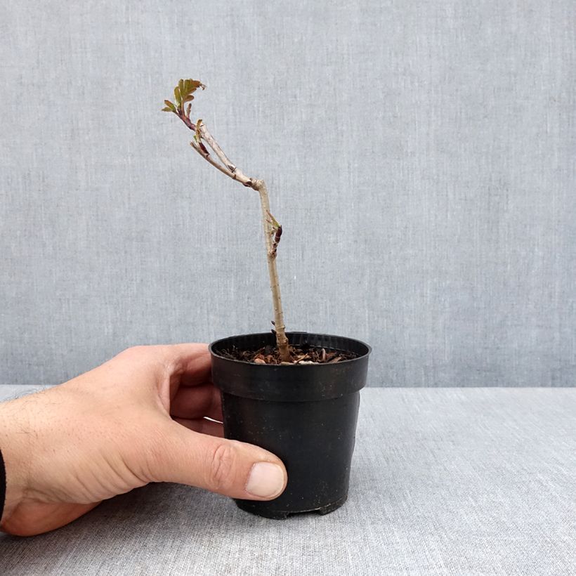 x Sorbaronia fallax Burka 8/9 cm pot sample as delivered in spring