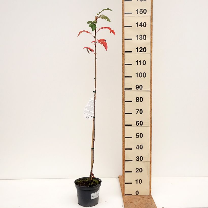 Sorbus Rubinowaja - Sorbus x Pyrus 4L/5L pot sample as delivered in autumn