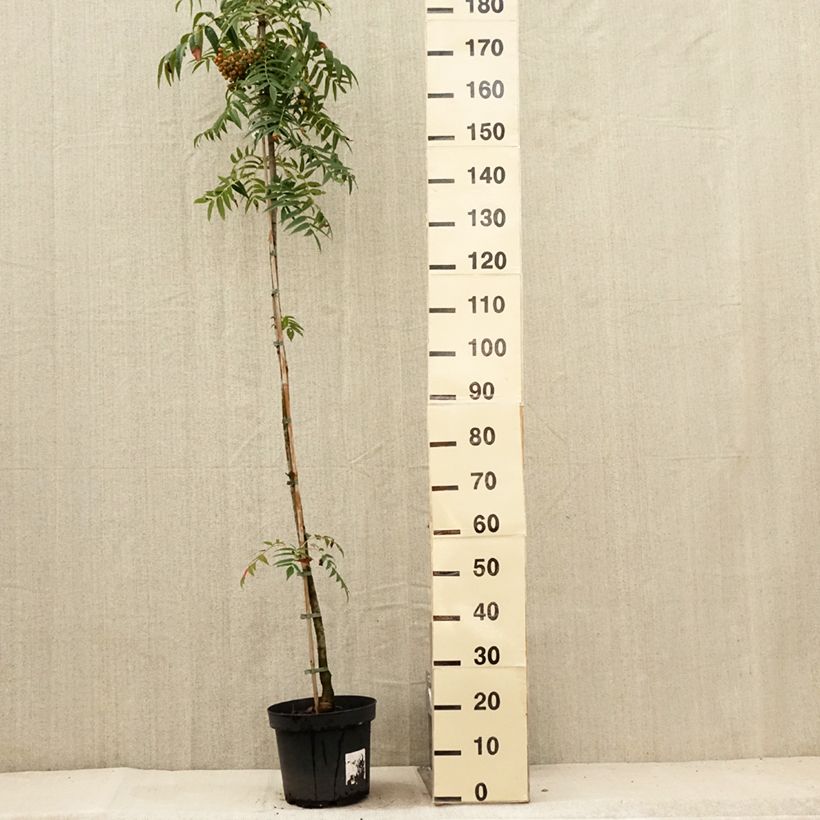 Sorbus commixta Olympic Flame 7.5L/10L pot, Sapling sample as delivered in summer