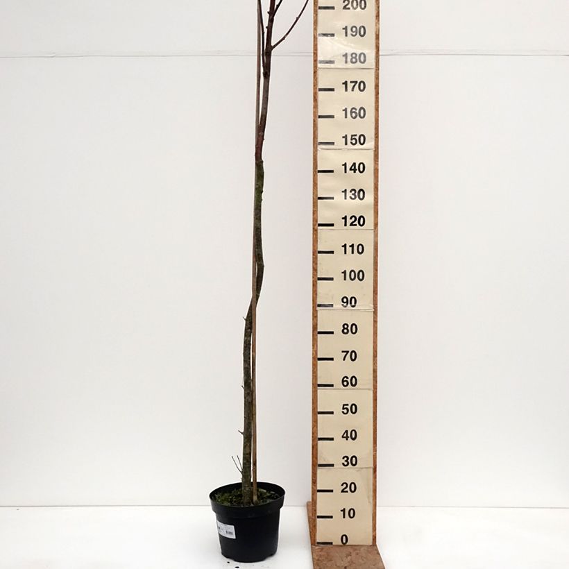 Sorbus filipes - Rowan 4L/5L pot, Standard sample as delivered in winter