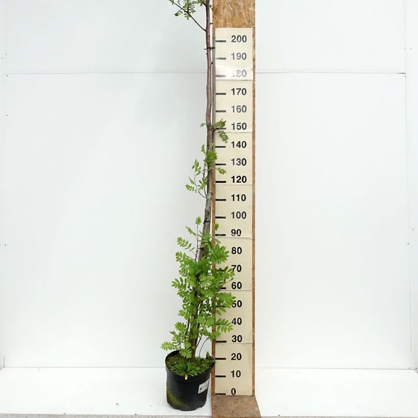 Sorbus filipes - Rowan 4L/5L pot, Standard sample as delivered in spring