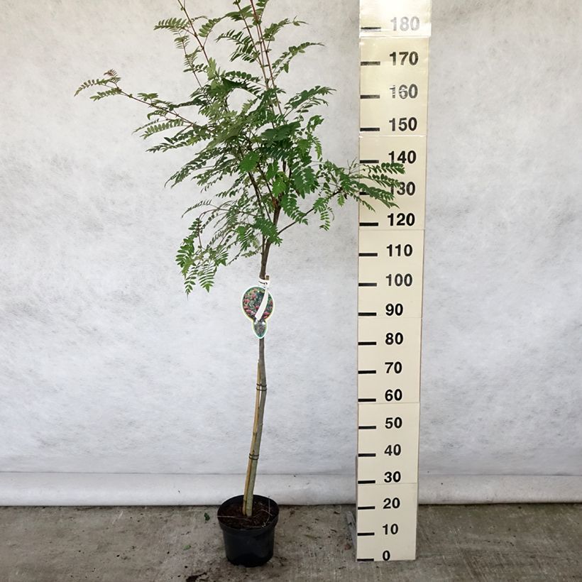 Sorbus arnoldiana Pink Veil 4L/5L pot, Standard sample as delivered in summer
