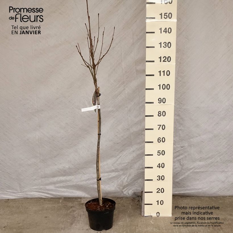 Sorbus arnoldiana Pink Veil 4L/5L pot sample as delivered in winter