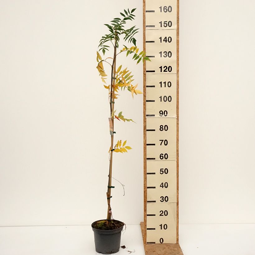 Sorbus Copper Glow - Rowan 4L/5L pot sample as delivered in autumn