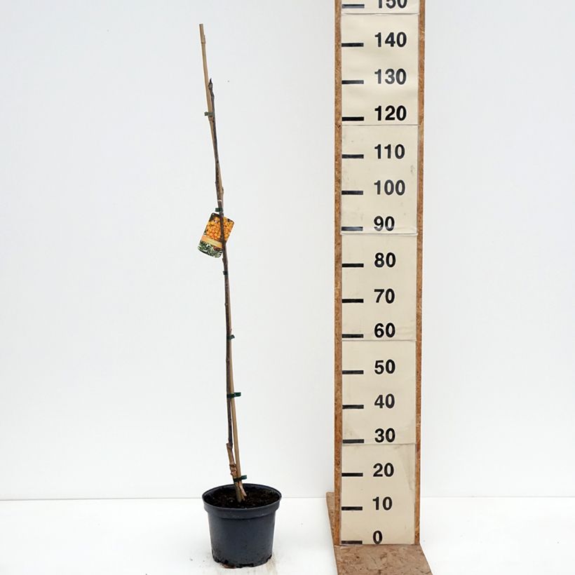 Sorbus Copper Glow - Rowan 4L/5L pot sample as delivered in winter