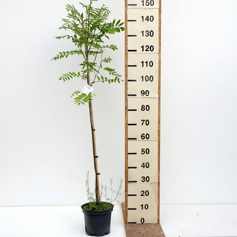Sorbus Copper Glow - Rowan 4L/5L pot sample as delivered in spring