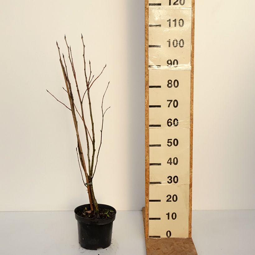 Sorbus matsumurana - Japanese rowan 4L/5L pot sample as delivered in autumn