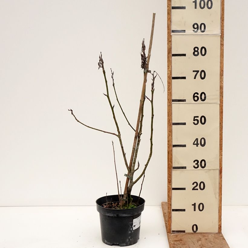 Sorbus matsumurana - Japanese rowan 4L/5L pot, Standard sample as delivered in winter