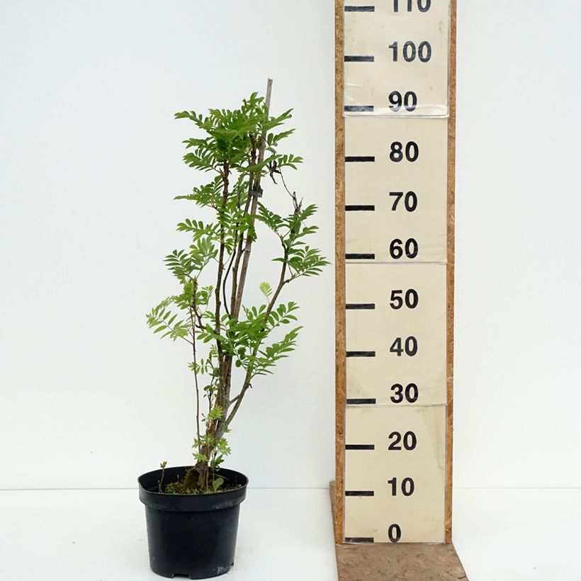 Sorbus matsumurana - Japanese rowan 4L/5L pot, Standard sample as delivered in spring