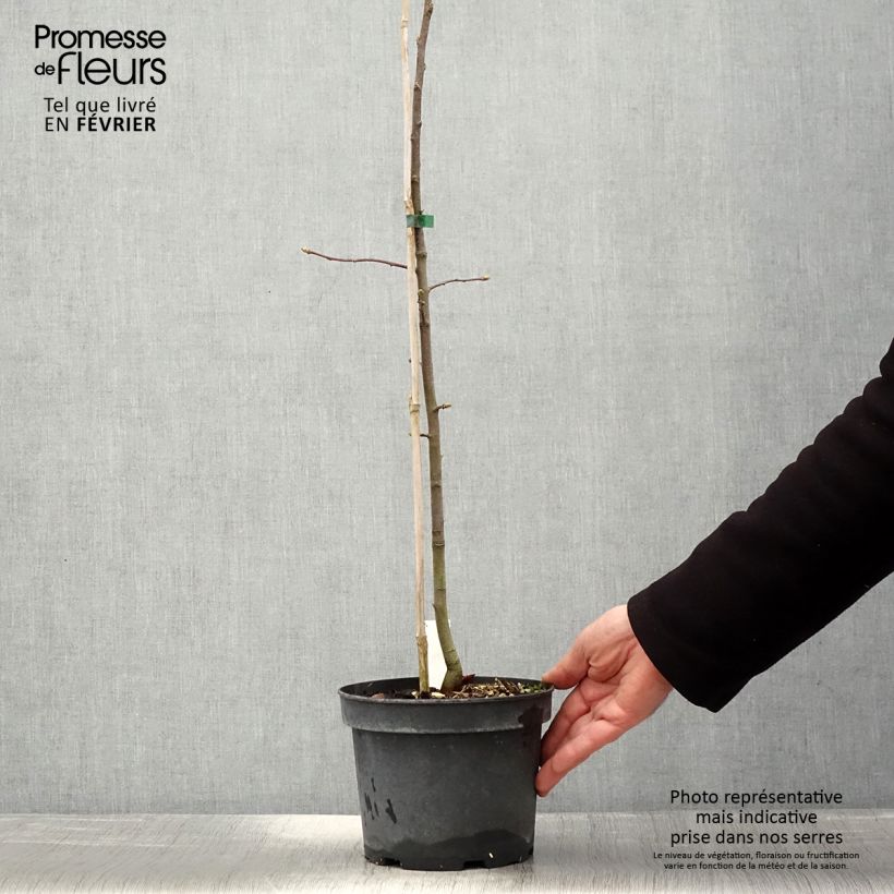 Sorbus torminalis 3L/4L pot sample as delivered in winter