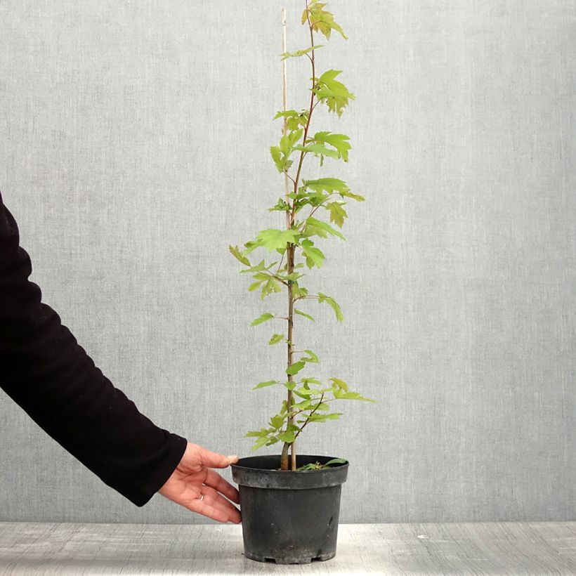 Sorbus torminalis 3L/4L pot sample as delivered in spring