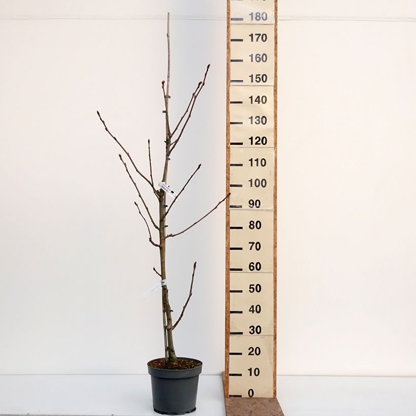 Sorbus wilfordii - Japanese rowan 7.5L/10L pot sample as delivered in winter