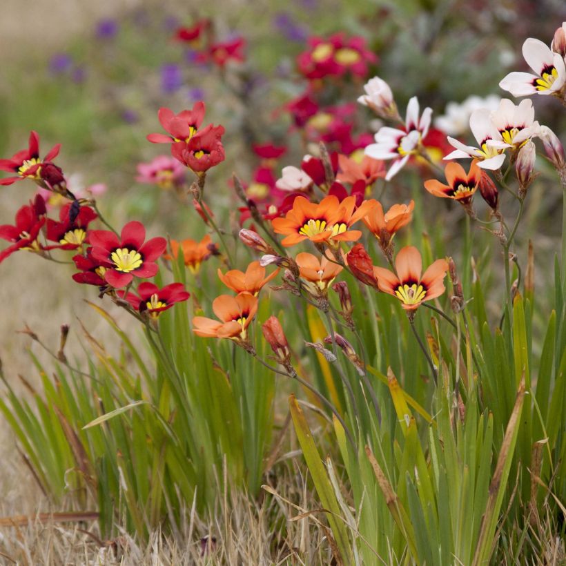 Sparaxis tricolour Mix (Flowering)
