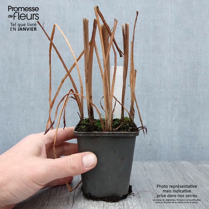 Sparganium erectum 8/9 cm pot sample as delivered in winter