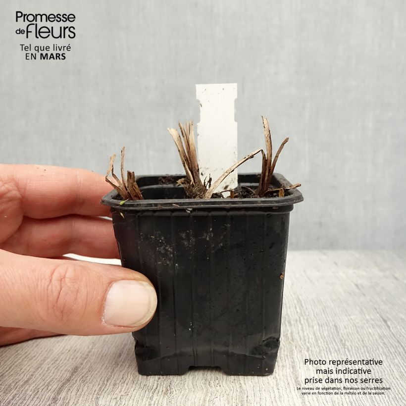 Sparganium erectum 8/9 cm pot sample as delivered in spring