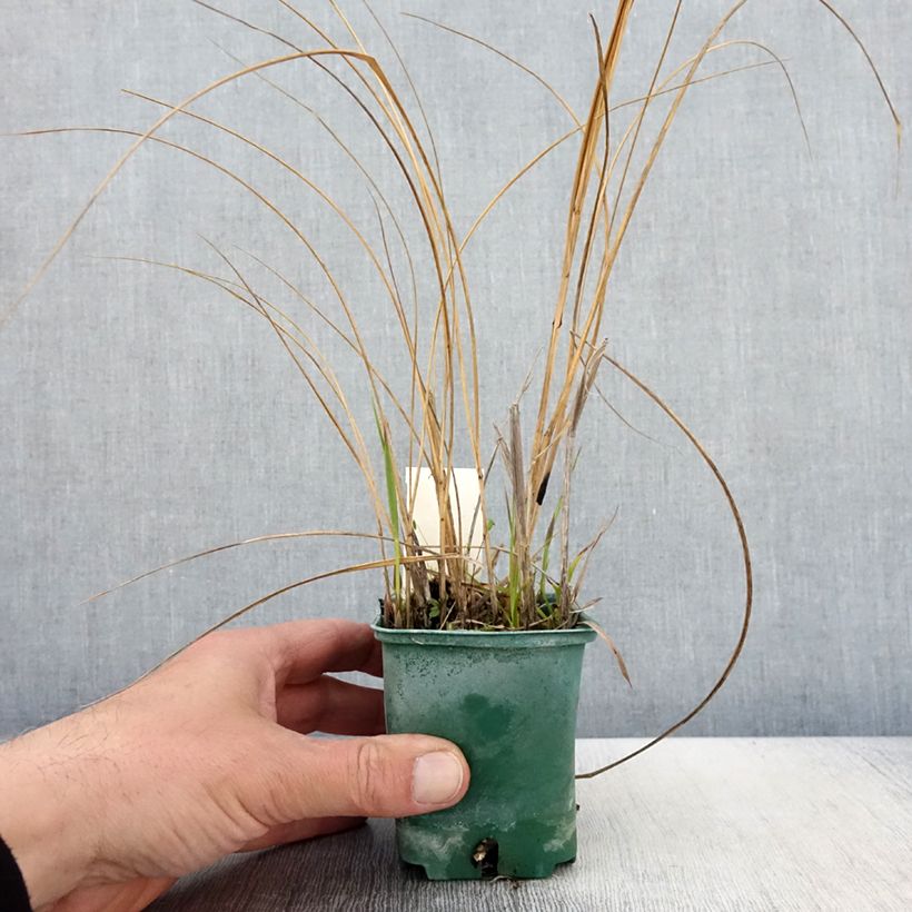 Spartina pectinata Aureomarginata 8/9 cm pot sample as delivered in spring