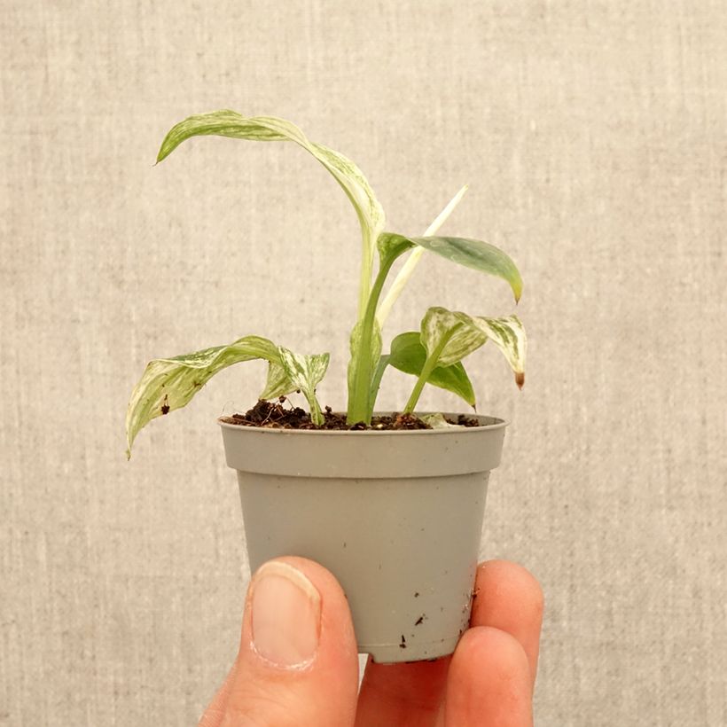 Spathiphyllum Sensation - Peace lily mini plant sample as delivered in spring