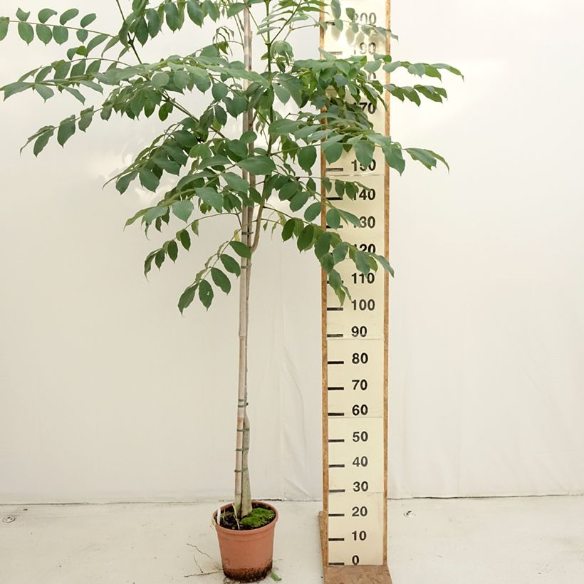 Spathodea campanulata - African tulip tree 7.5L/10L pot sample as delivered in autumn