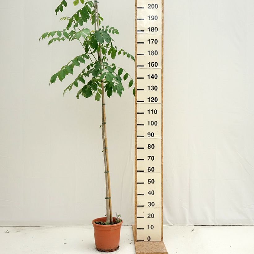 Spathodea campanulata - African tulip tree 7.5L/10L pot sample as delivered in summer