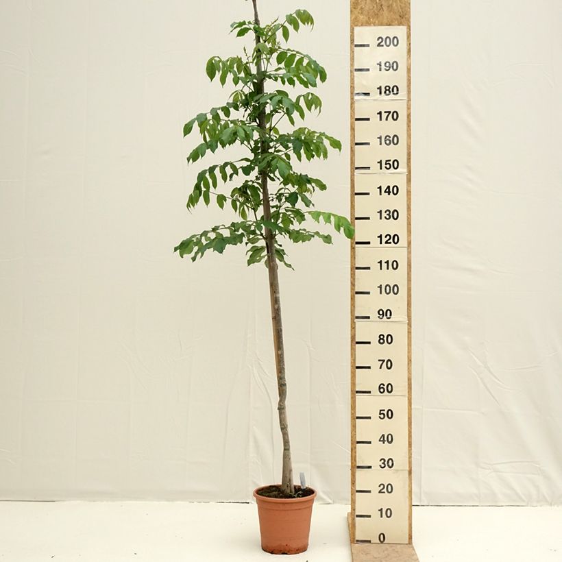 Spathodea campanulata - African tulip tree 7.5L/10L pot sample as delivered in spring