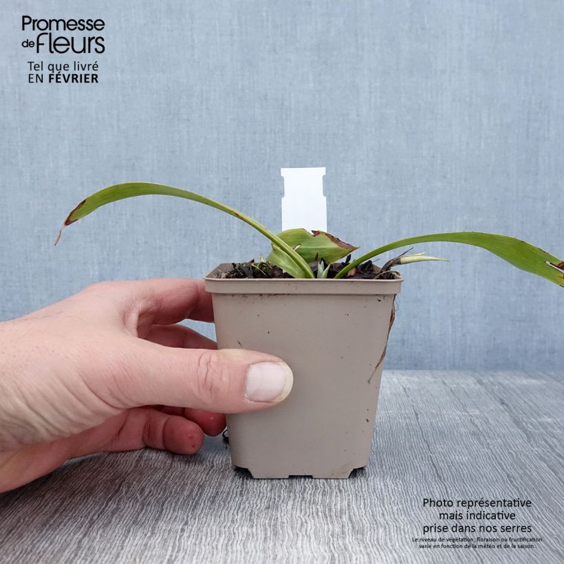 Speirantha convallarioides  8/9 cm pot sample as delivered in winter