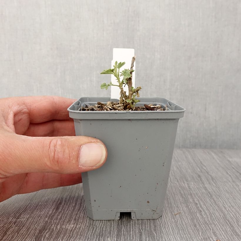 Sphaeralcea Charmeuse 8/9 cm pot sample as delivered in spring