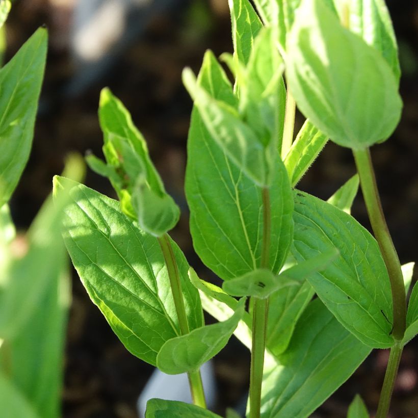 Spigelia marilandica (Foliage)