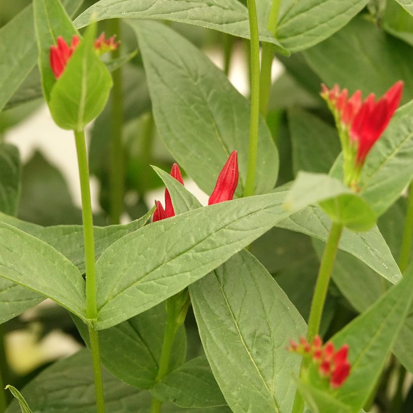 Spigelia marilandica (Foliage)