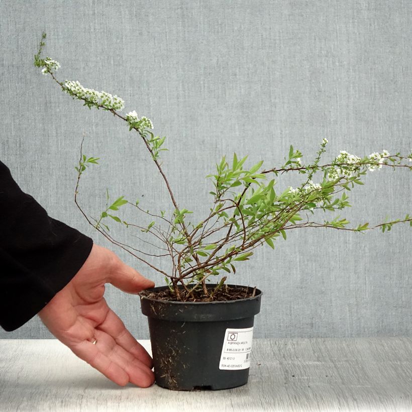 Spiraea arguta 1L/1.5L pot sample as delivered in spring