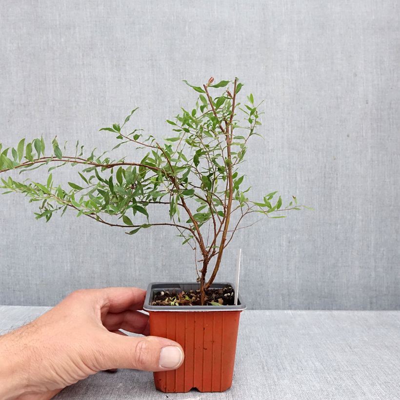 Spiraea arguta 8/9 cm pot sample as delivered in autumn