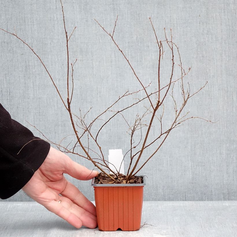 Spiraea arguta 8/9 cm pot sample as delivered in winter