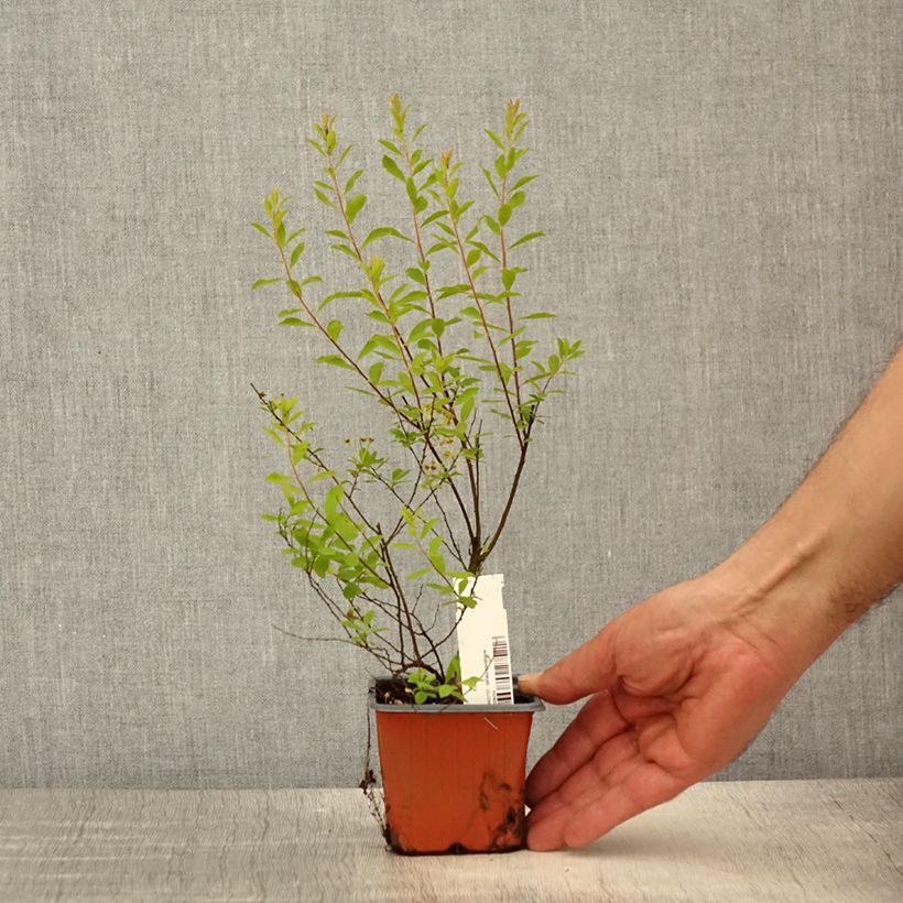Spiraea arguta 8/9 cm pot sample as delivered in spring