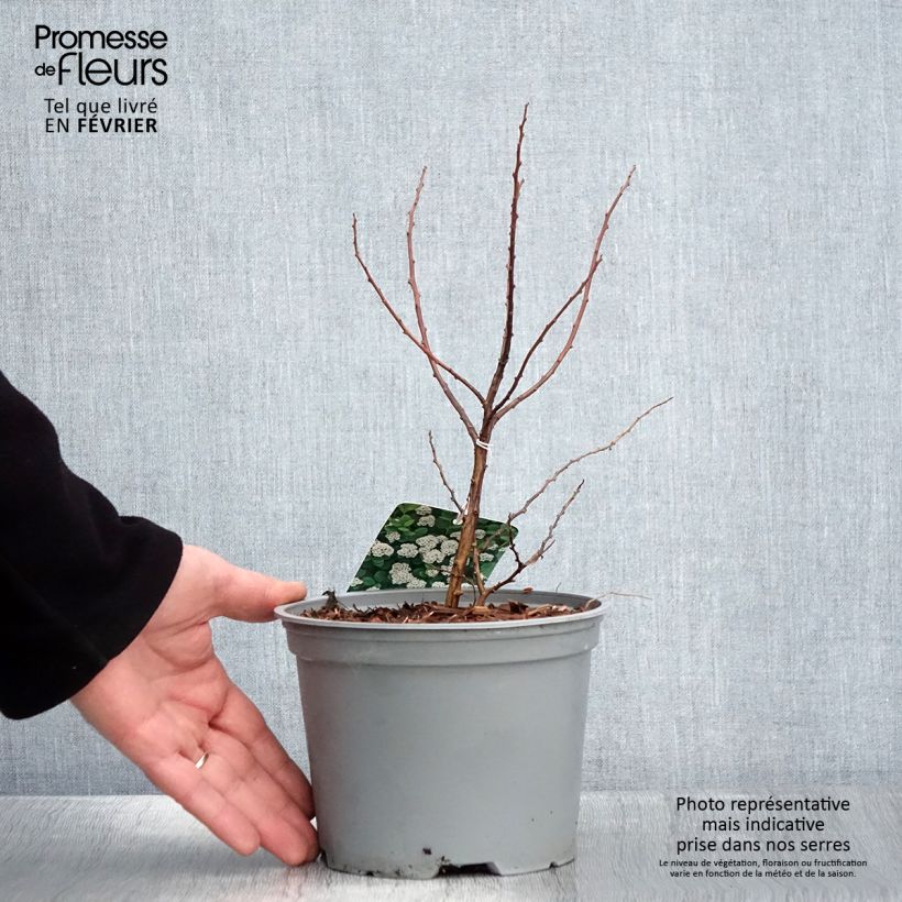 Spiraea betulifolia Island 2L/3L pot sample as delivered in winter