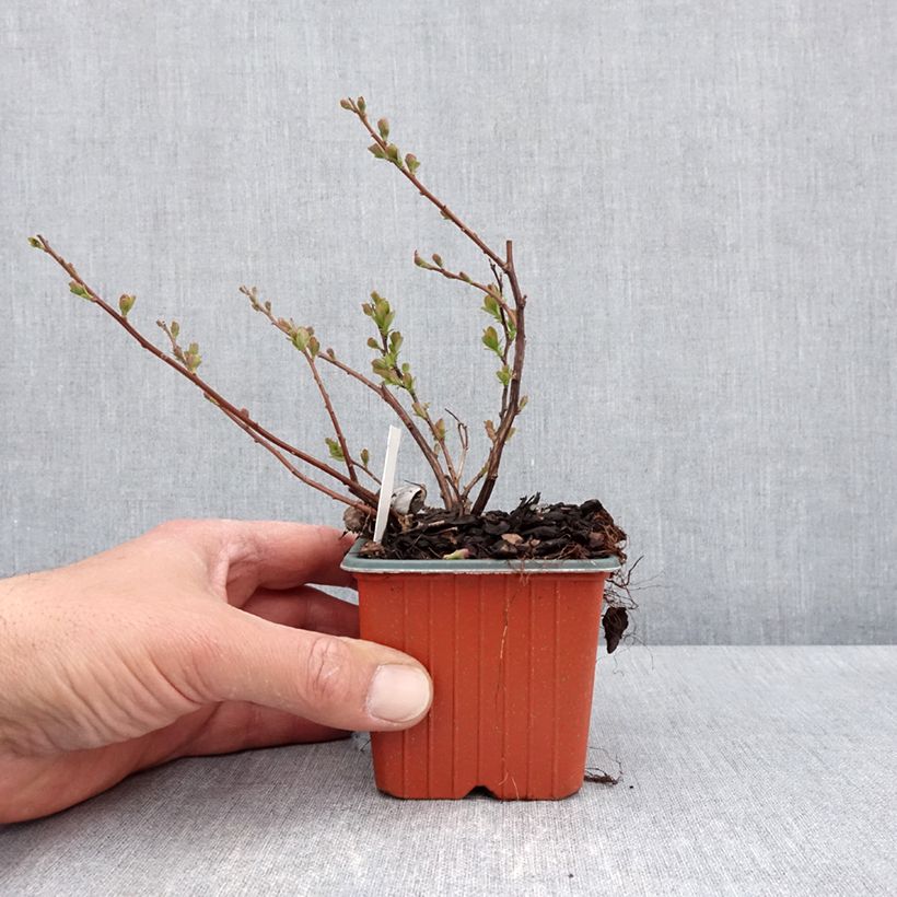 Spiraea betulifolia Island 8/9 cm pot sample as delivered in spring